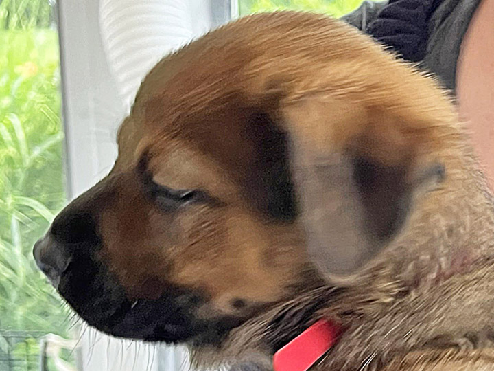 chinook puppy